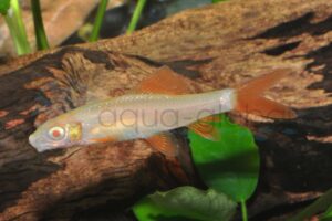 Albino-Fransenlipper