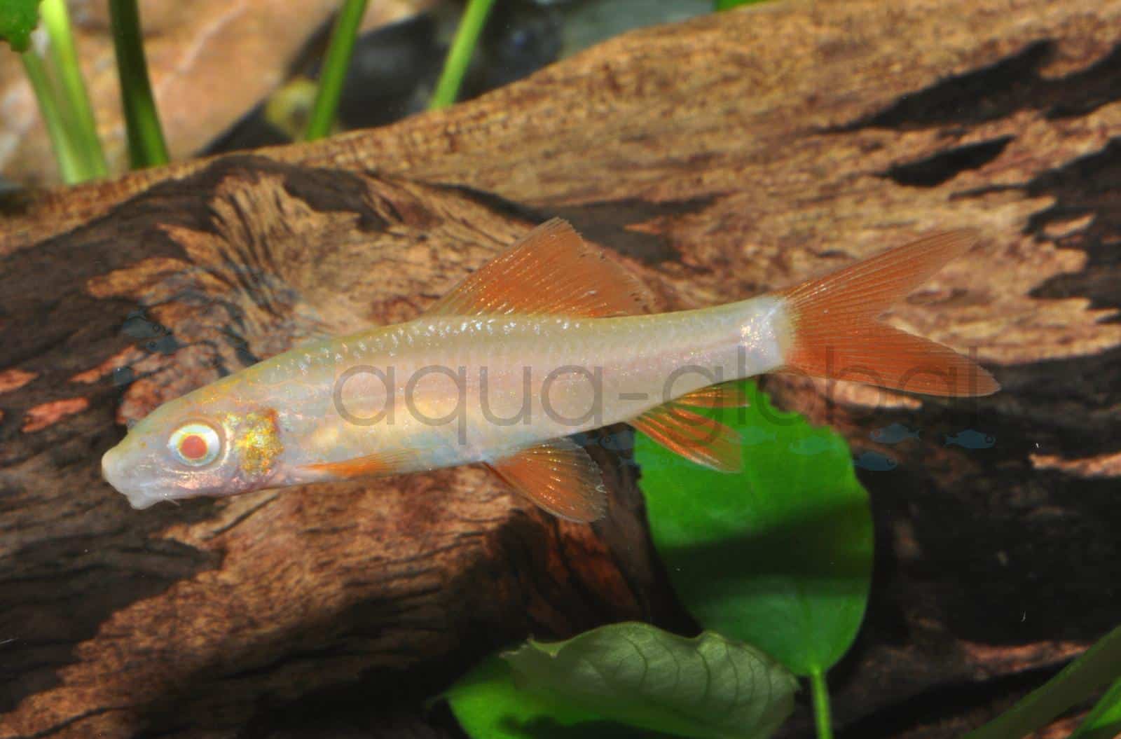 Albino-Fransenlipper (Epalzeorhynchos frenatus "Albino")