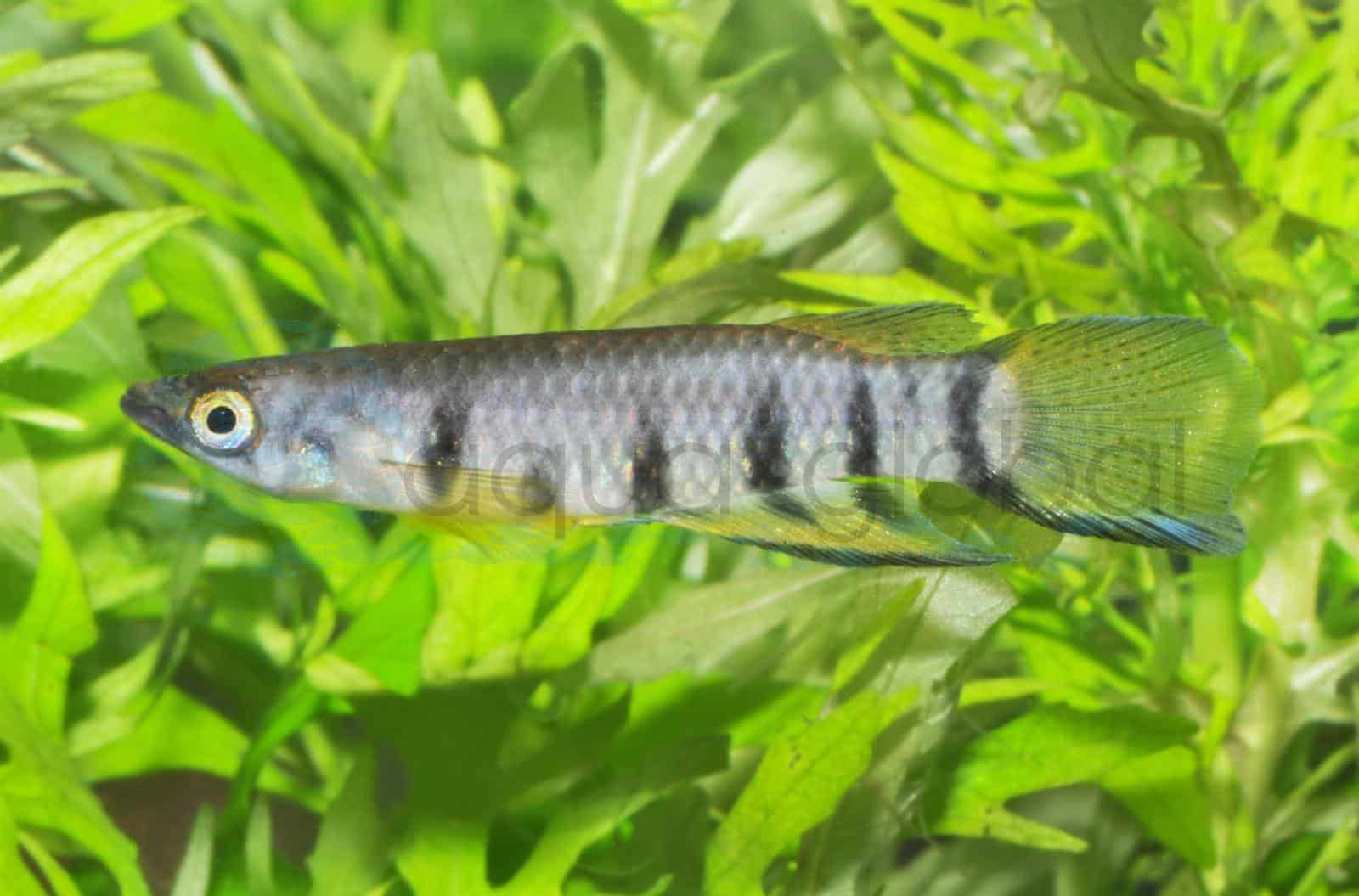 Querbandhechtling (Epiplatys dageti)