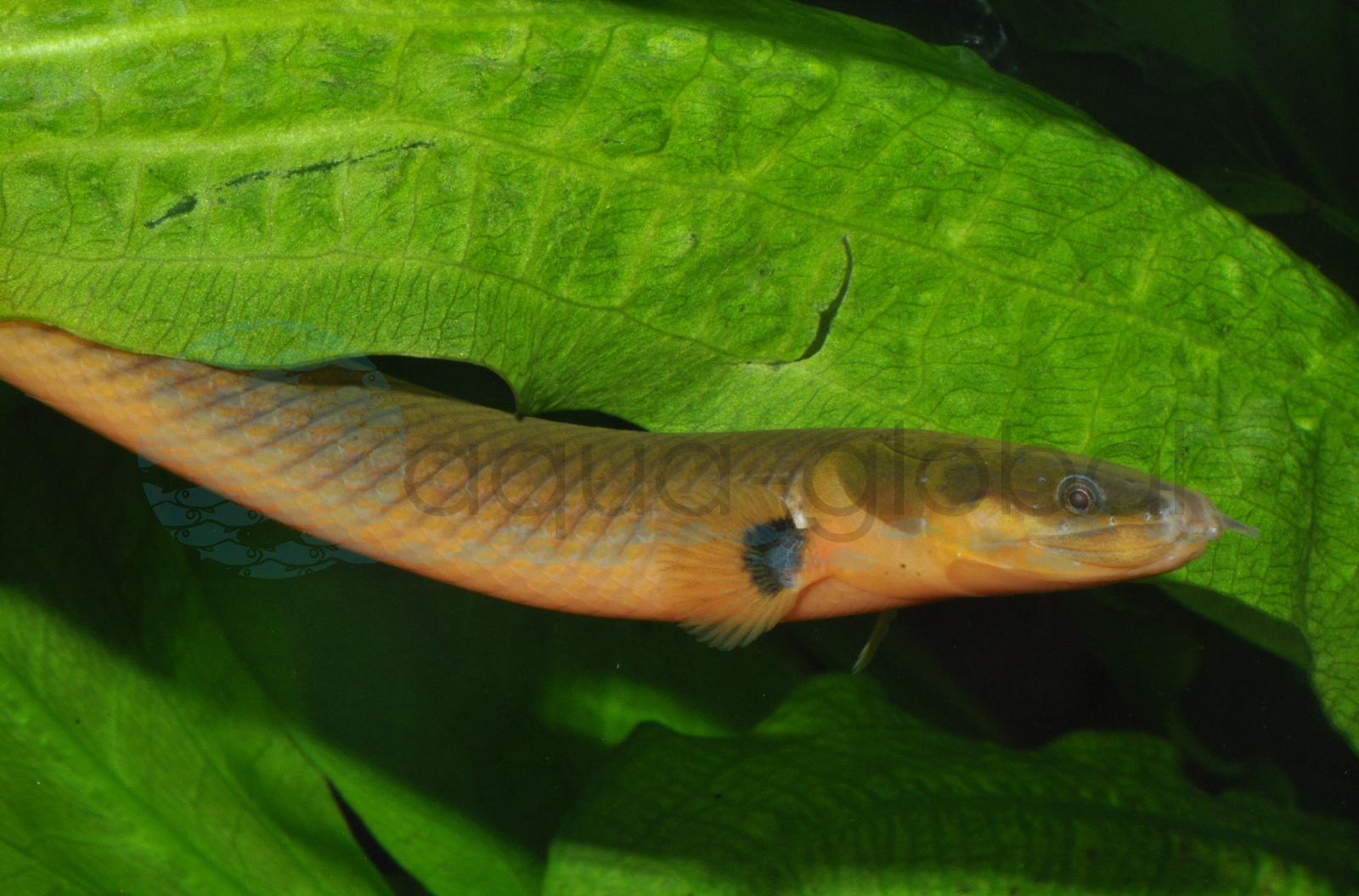 Flösselaal (Erpetoichthys calabaricus)