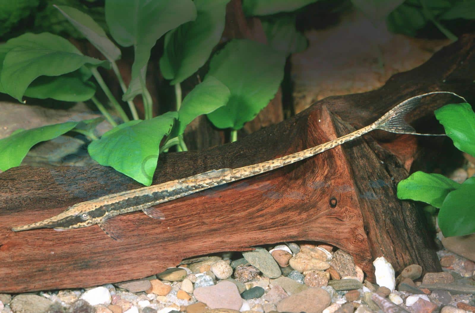 Nadelwels (Farlowella cf. vittata)