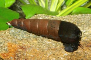 Kupfer-Riesenturmdeckelschnecke