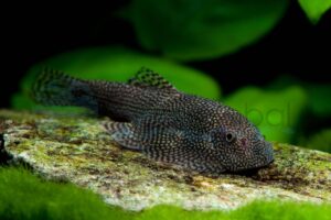 Flossensauger
