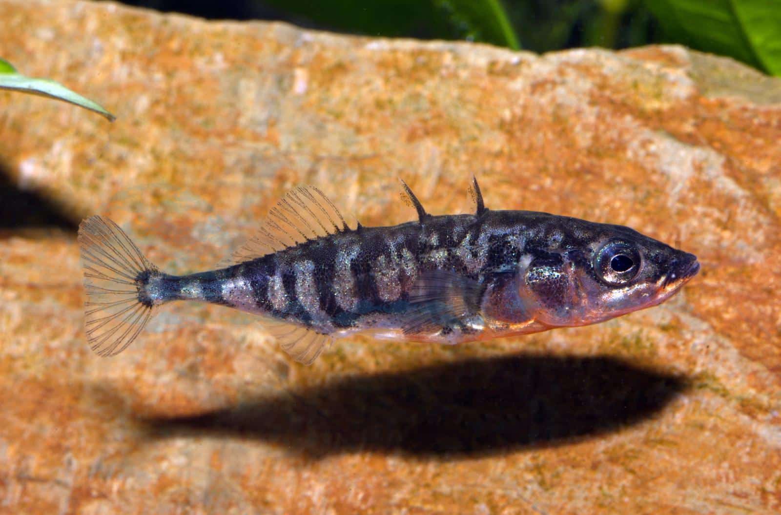 Stichling (Gasterosteus aculeatus)