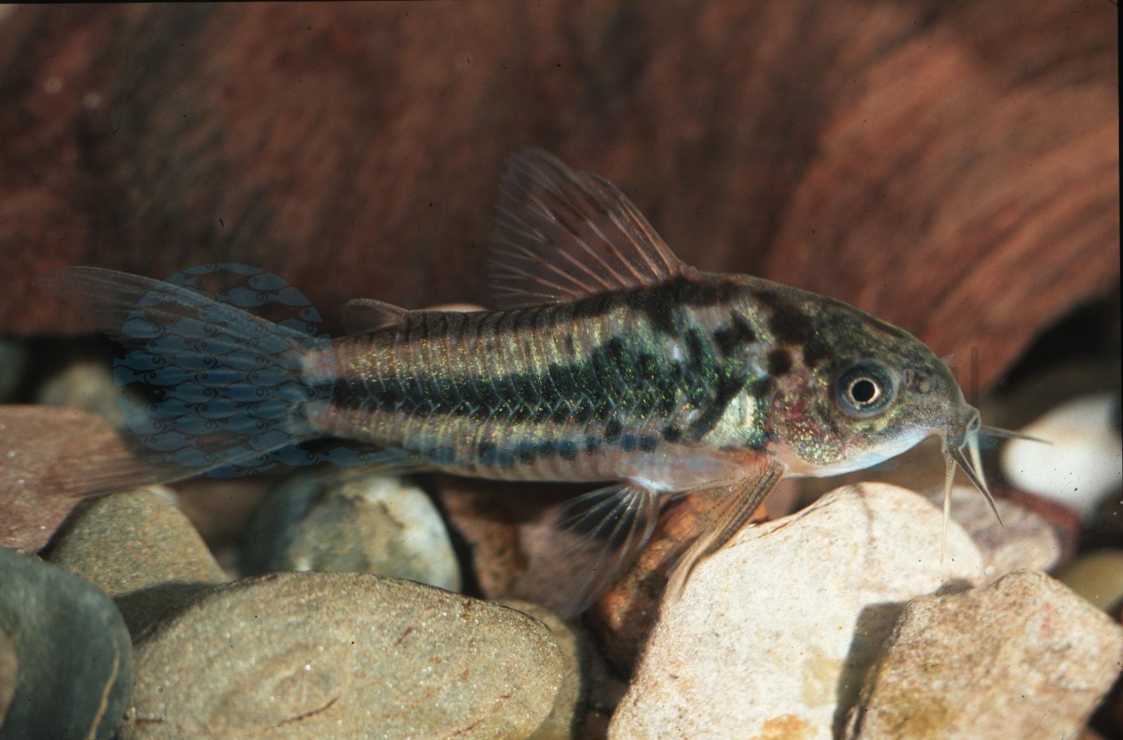 Keilfleck-Panzerwels (Gastrodermus sp. (C089))