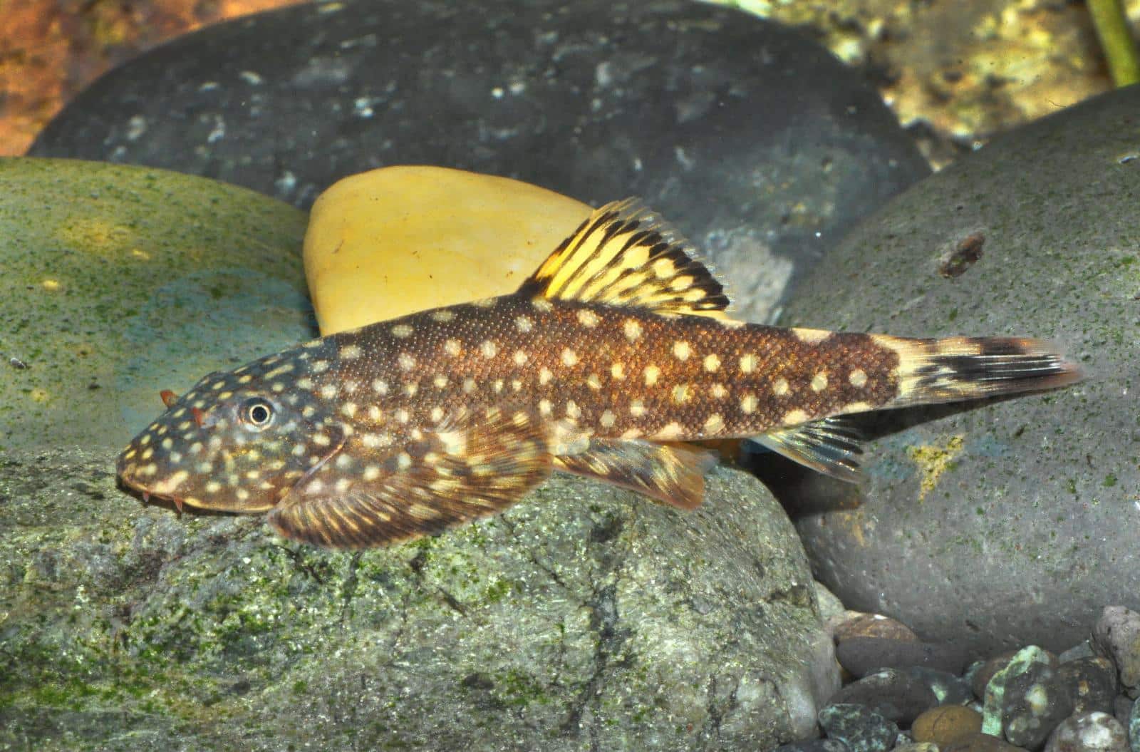 Borneo-Flossensauger (Gastromyzon ctenocephalus)