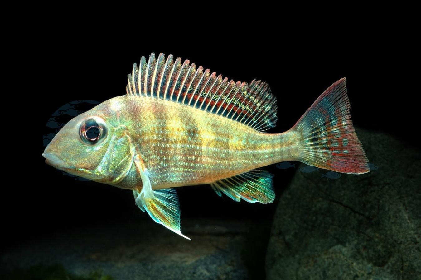 Hochstirn-Erdfresser-Trombetas (Geophagus altifrons "Trombetas")