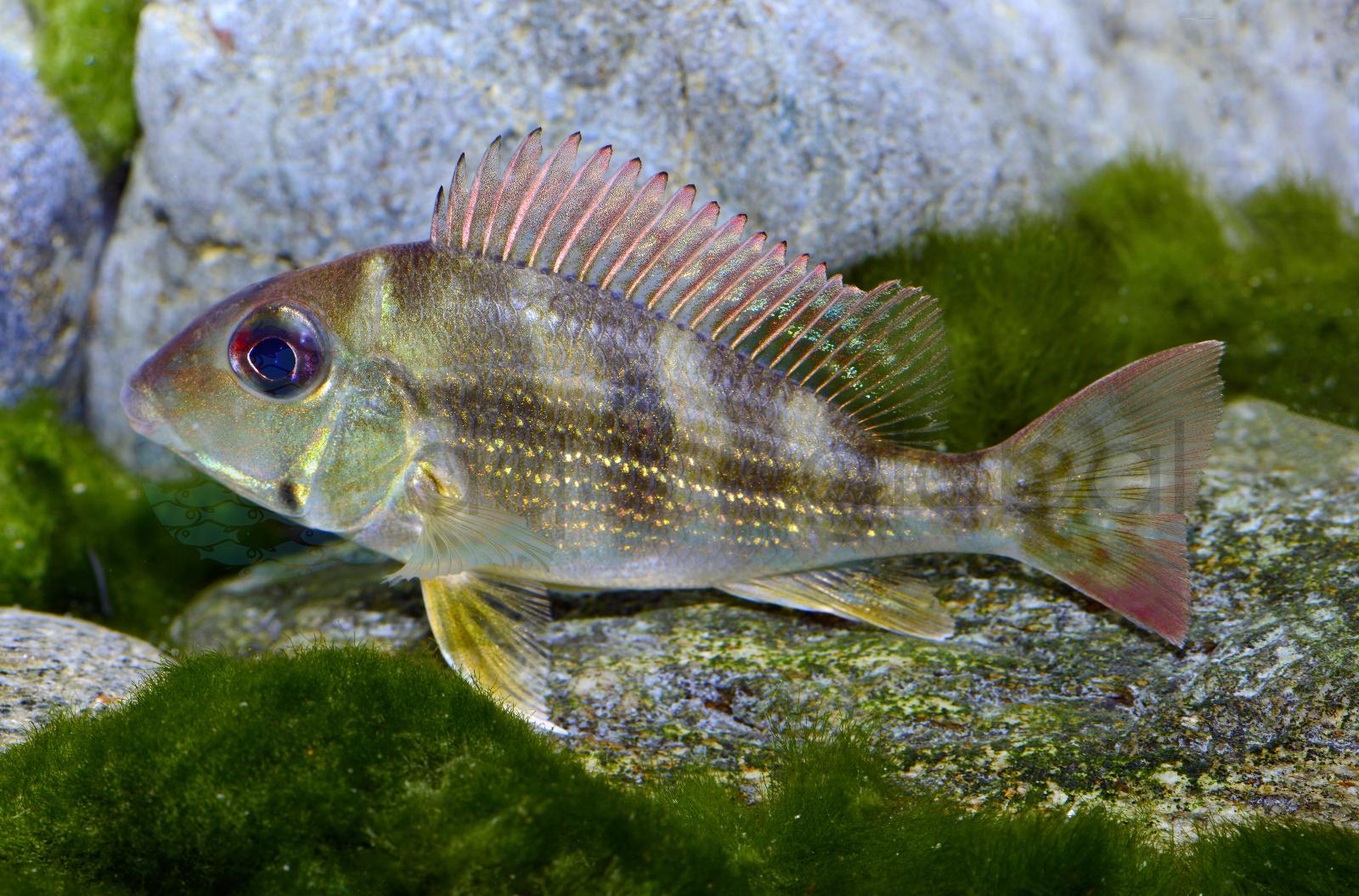Schwarzkehl-Erdfresser (Geophagus brachybranchus)