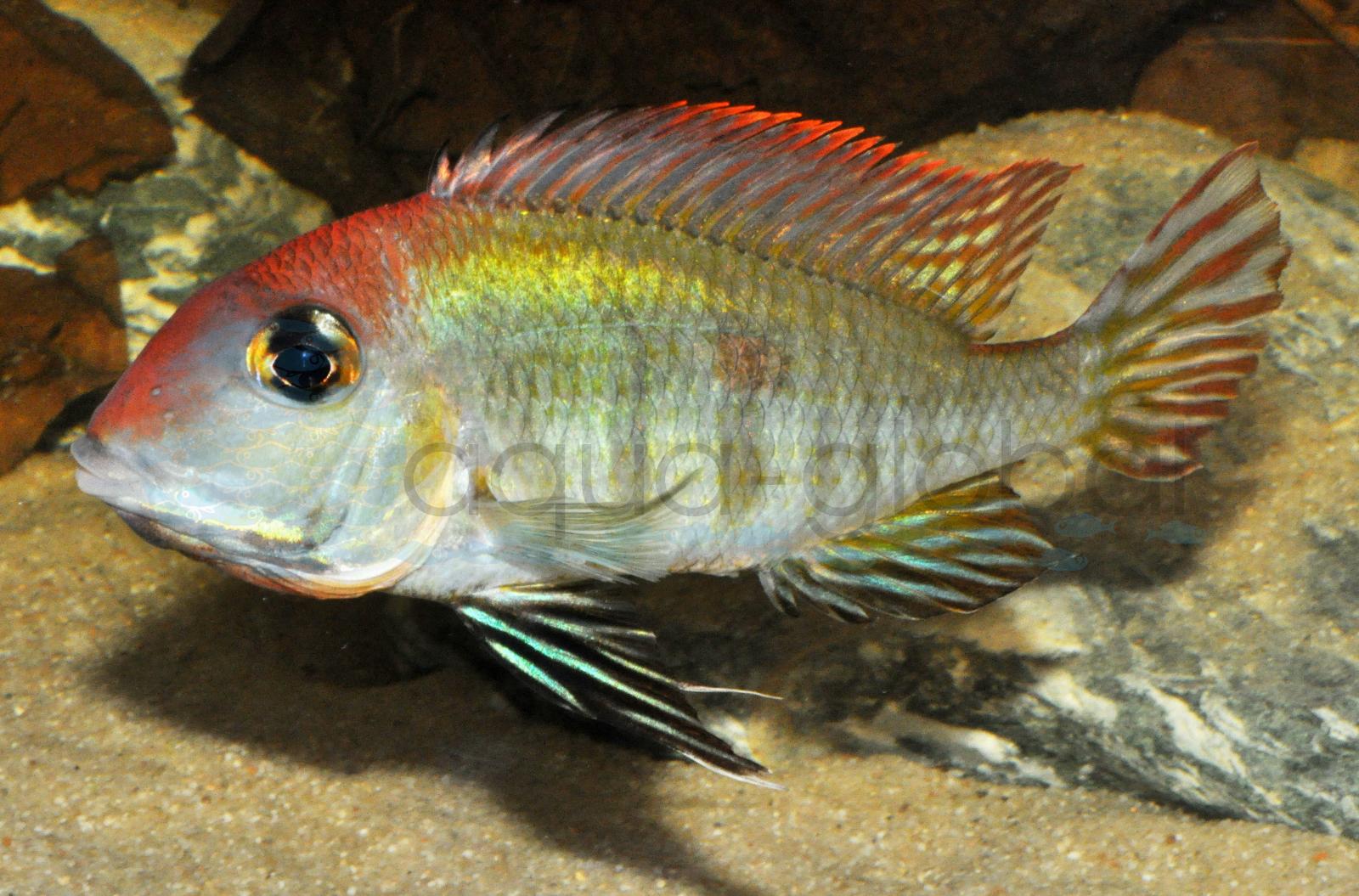 Rotkopf-Erdfresser "Red Head" (Geophagus pyrocephalus)