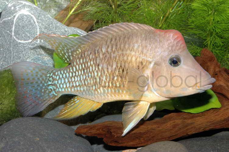 Rothauben-Erdfresser (Geophagus steindachneri)