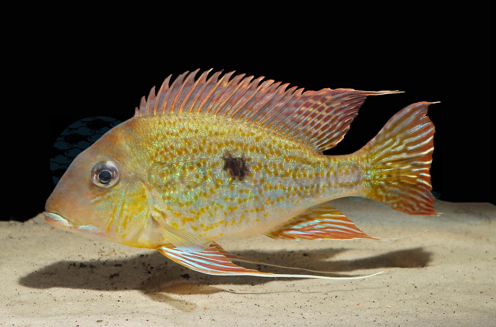 Svens Erdfresser (Geophagus sveni)