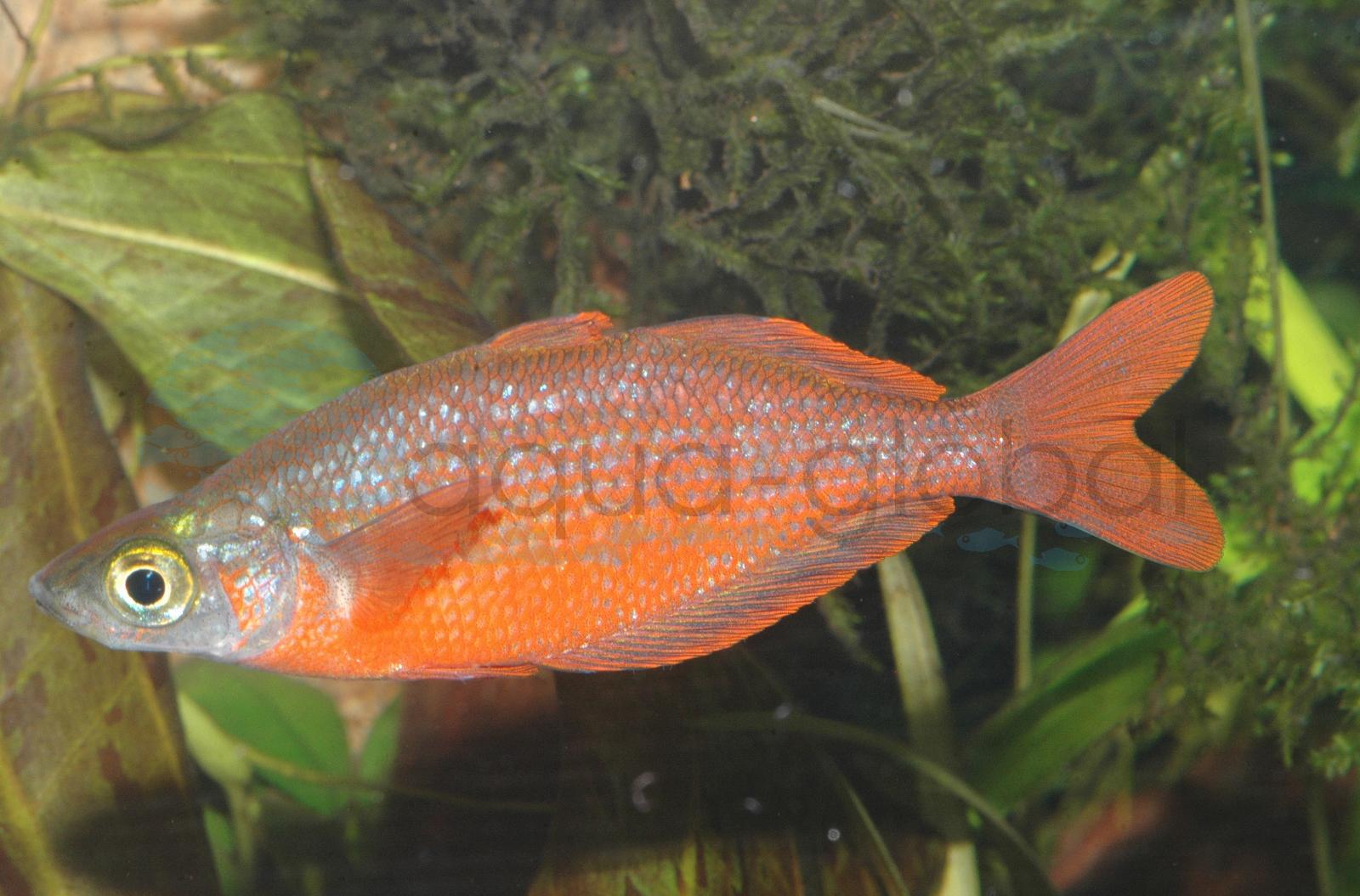 Lachsroter Regenbogenfisch (Glossolepis incisus)