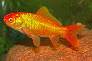 Goldfische
