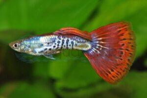 Guppys