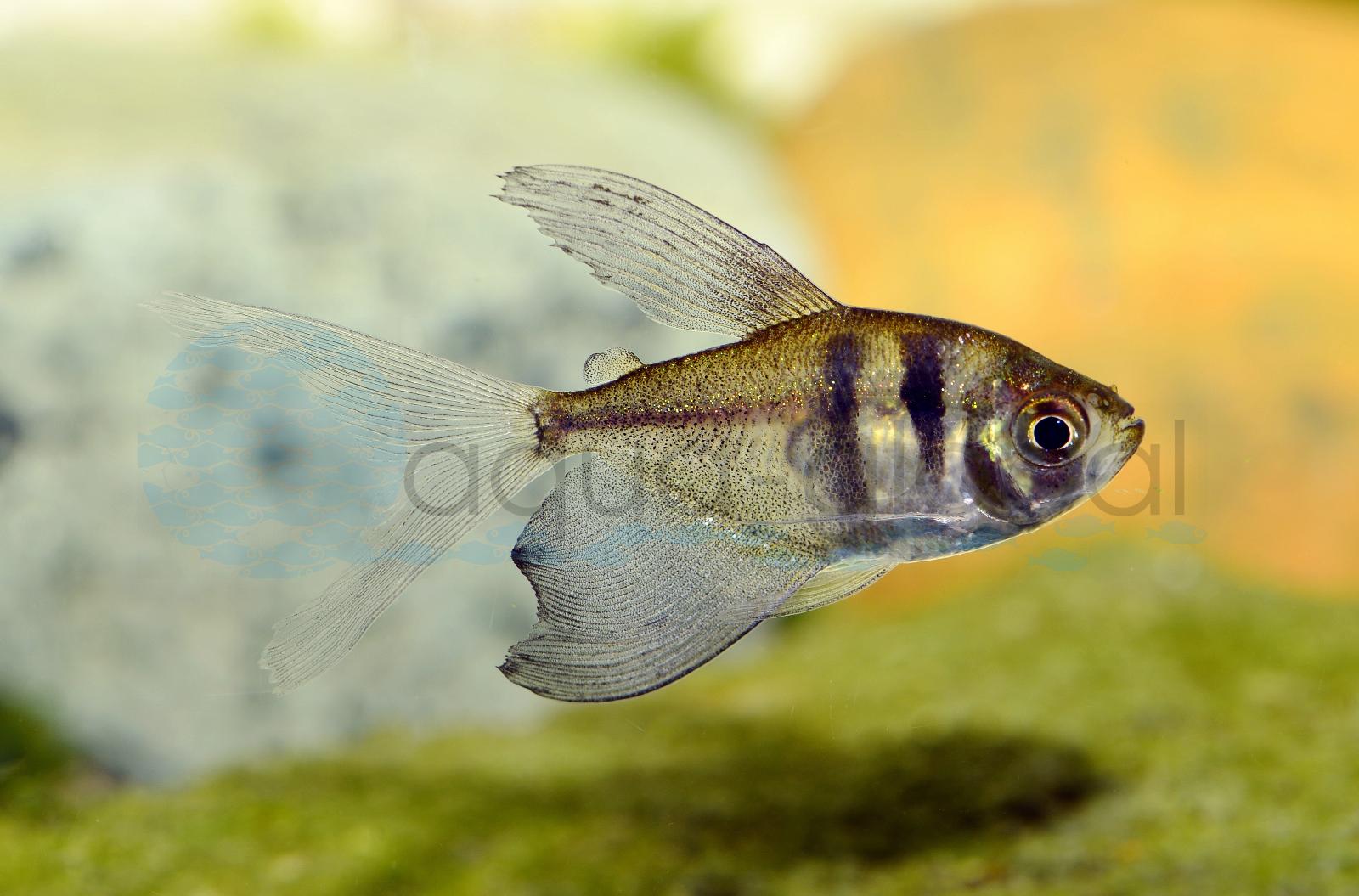 Trauermantelsalmler-Schleier (Gymnocorymbus ternetzi "Long Fin")
