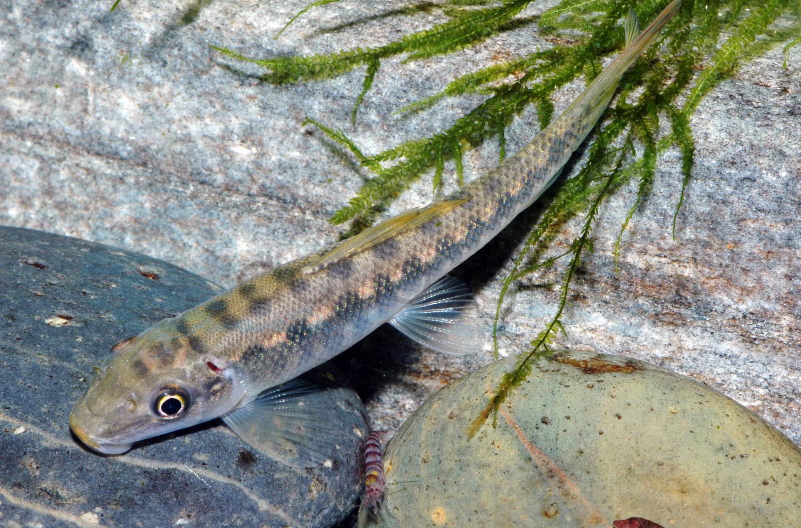 Saugschmerle (Gyrinocheilus aymonieri)