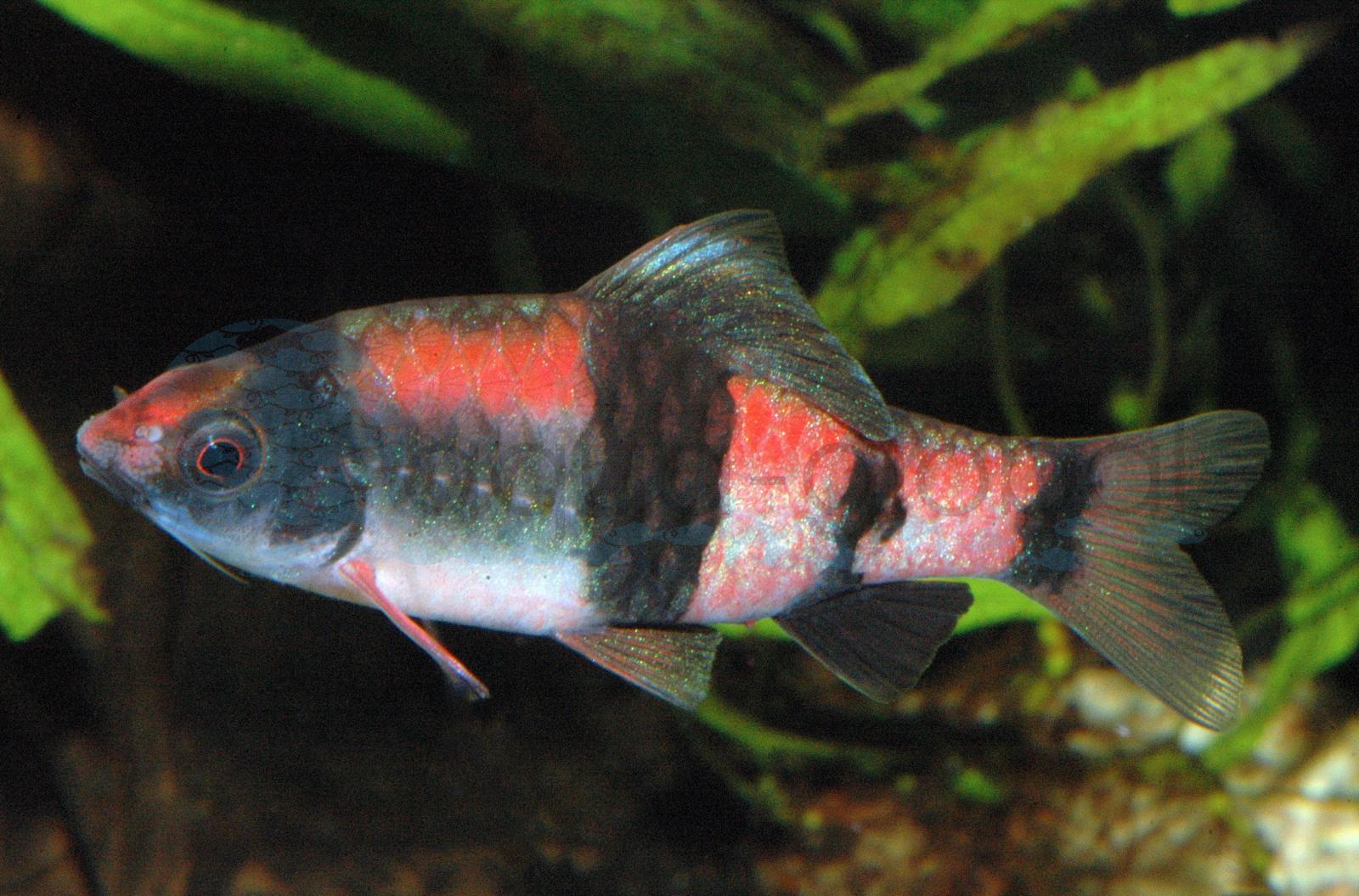 Panda-Barbe (Haludaria fasciata/melanampyx)