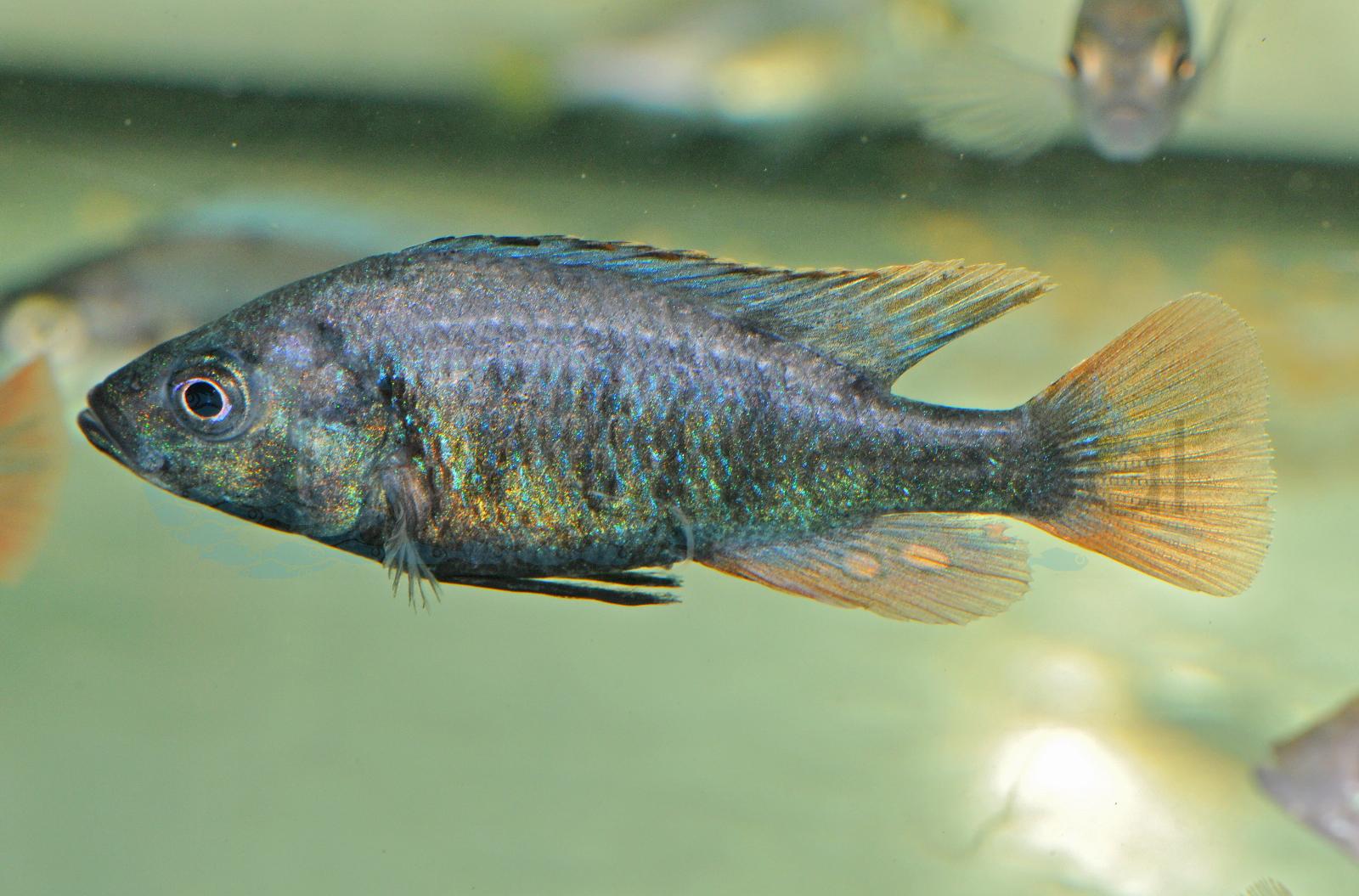 Glühkohlenmaulbrüter (Haplochromis nubilus (Einzeltier))