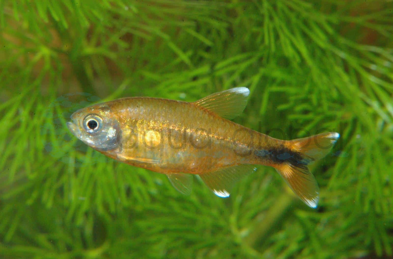Kupfersalmler (Hasemania nana)