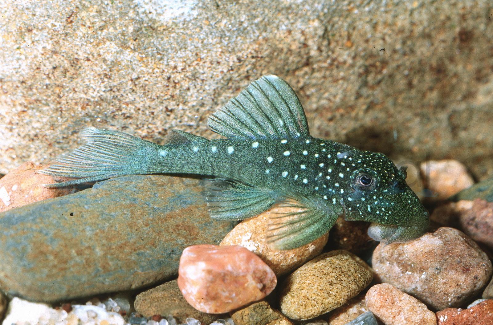 L 128 Blauer Phantomwels (Hemiancistrus sp.)