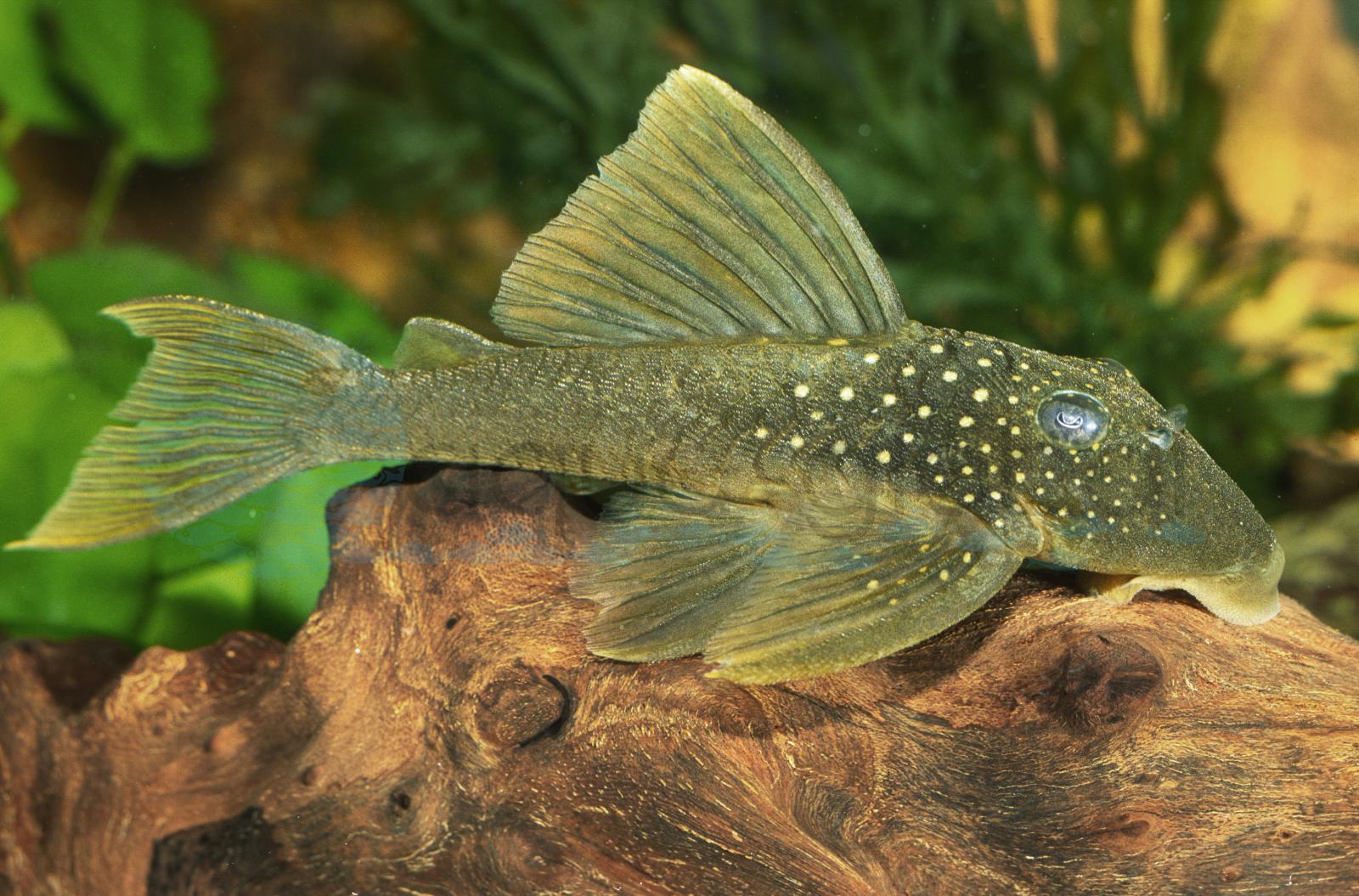 L 200 Gelber Phantomwels ("Hemiancistrus" subviridis)