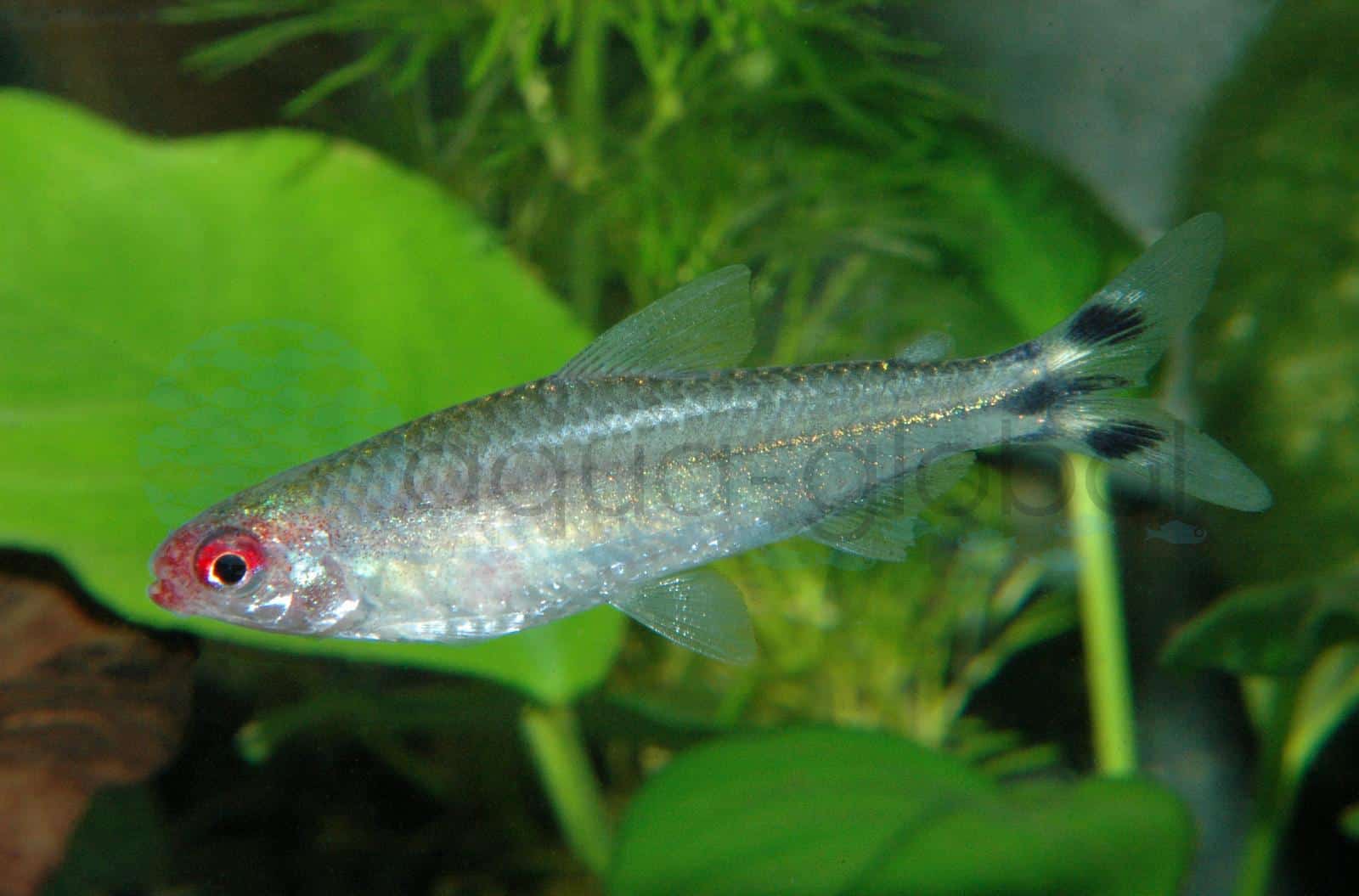 Rotkopfsalmler (Hemigrammus bleheri)