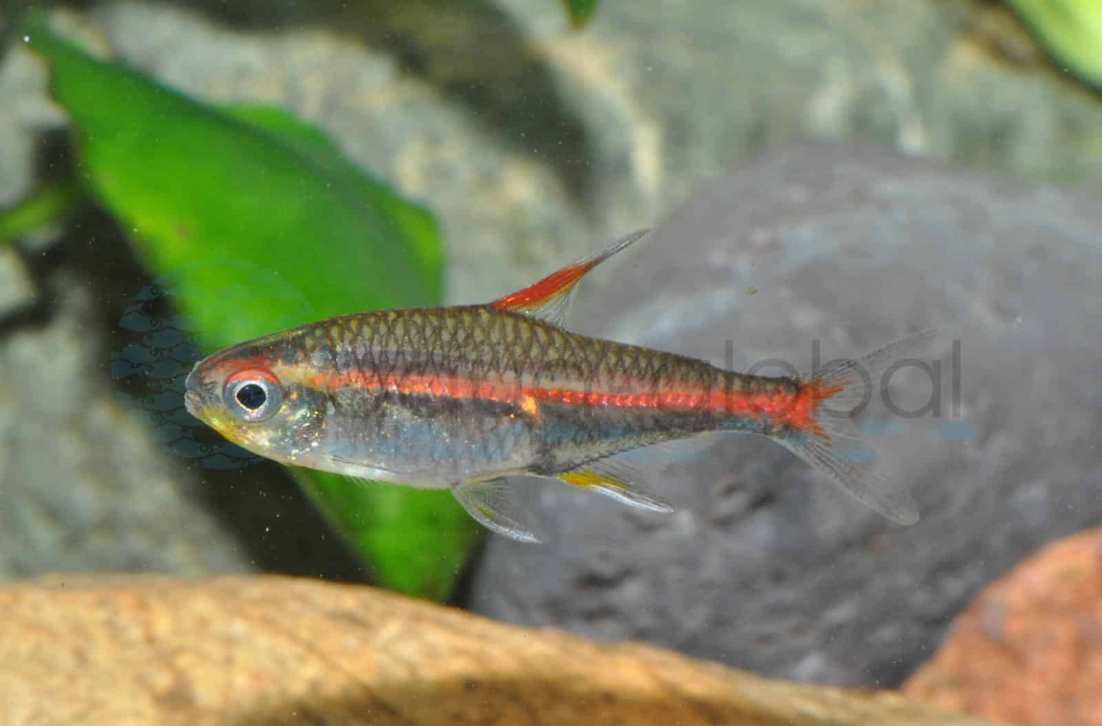Glühlichtsalmler (Hemigrammus erythrozonus)