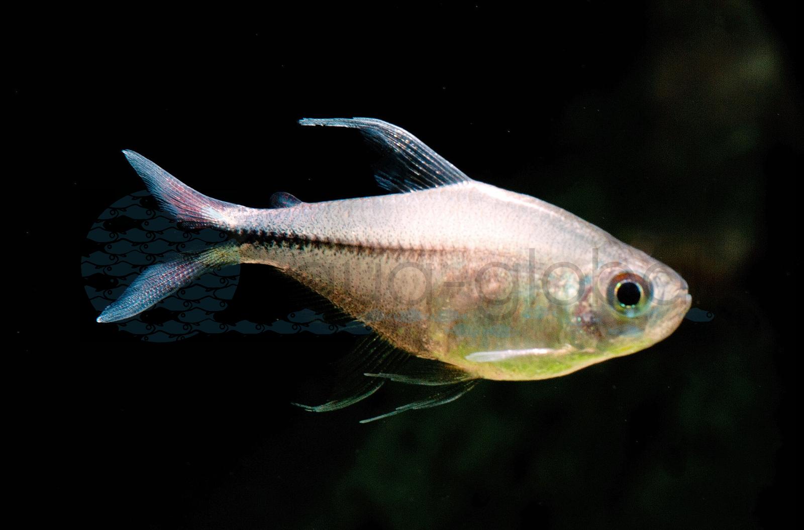 Phoenix-Salmler (Hemigrammus filamentosus)