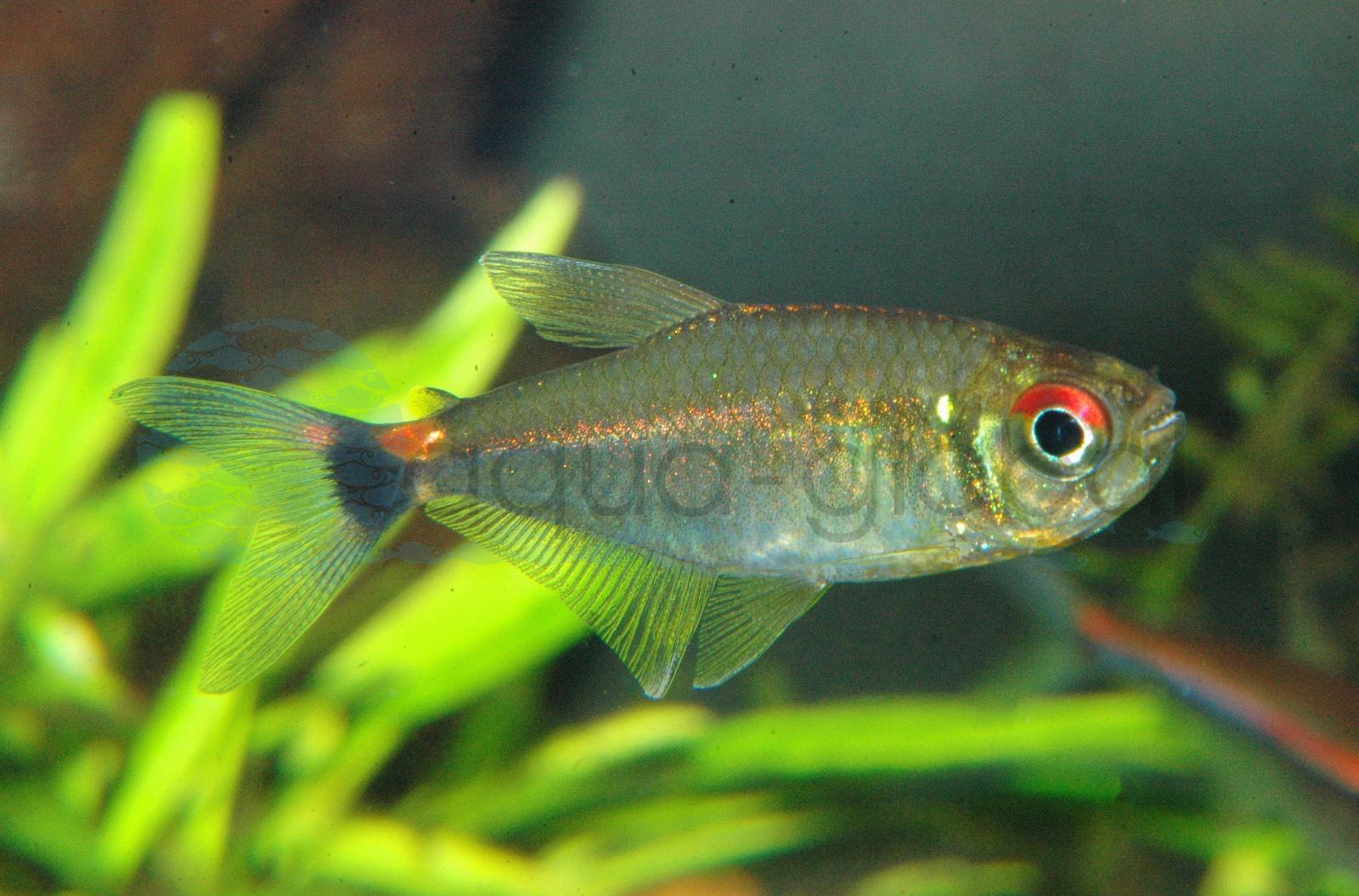 Schlusslichtsalmler (Hemigrammus ocellifer)