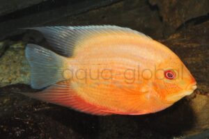 Augenfleckbuntbarsch-Red Spot