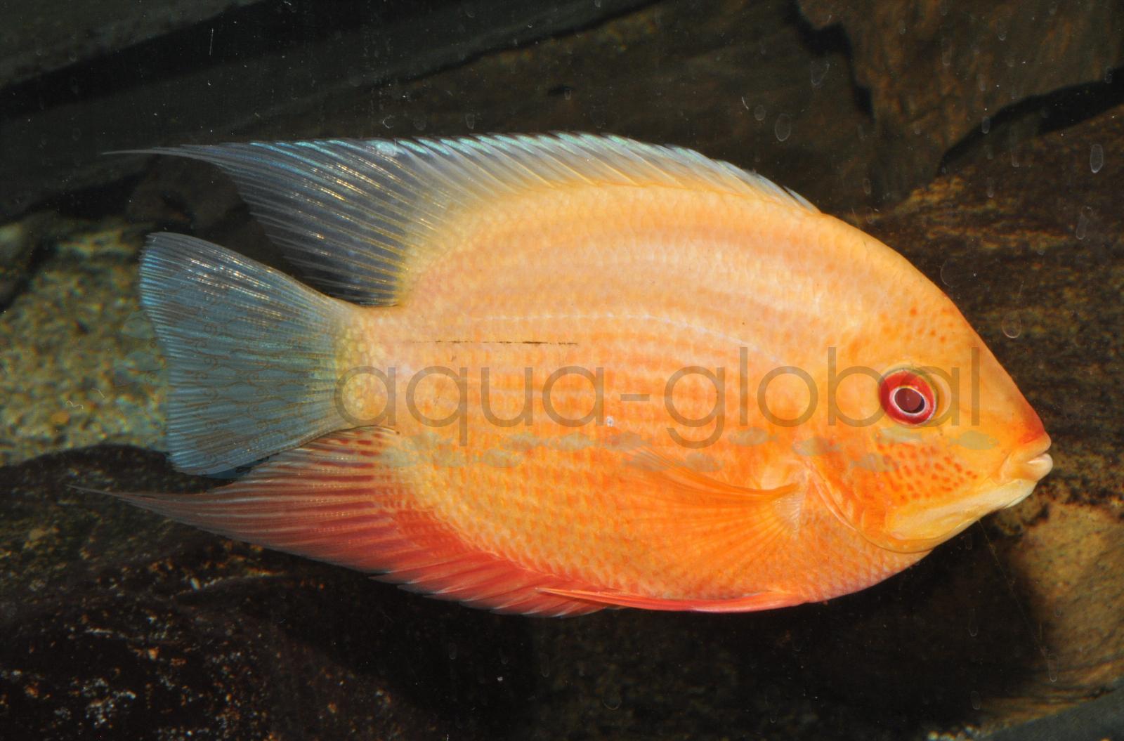 Augenfleckbuntbarsch-Red Spot (Heros notatus "Gold-Red-Spot")