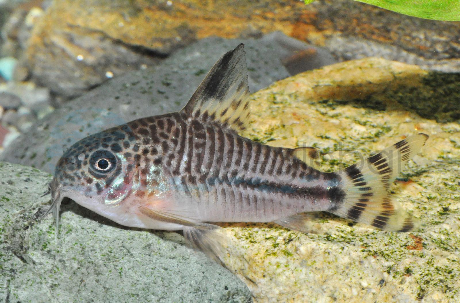 Manú-Panzerwels (Hoplisoma (Corydoras) sp. (CW062))