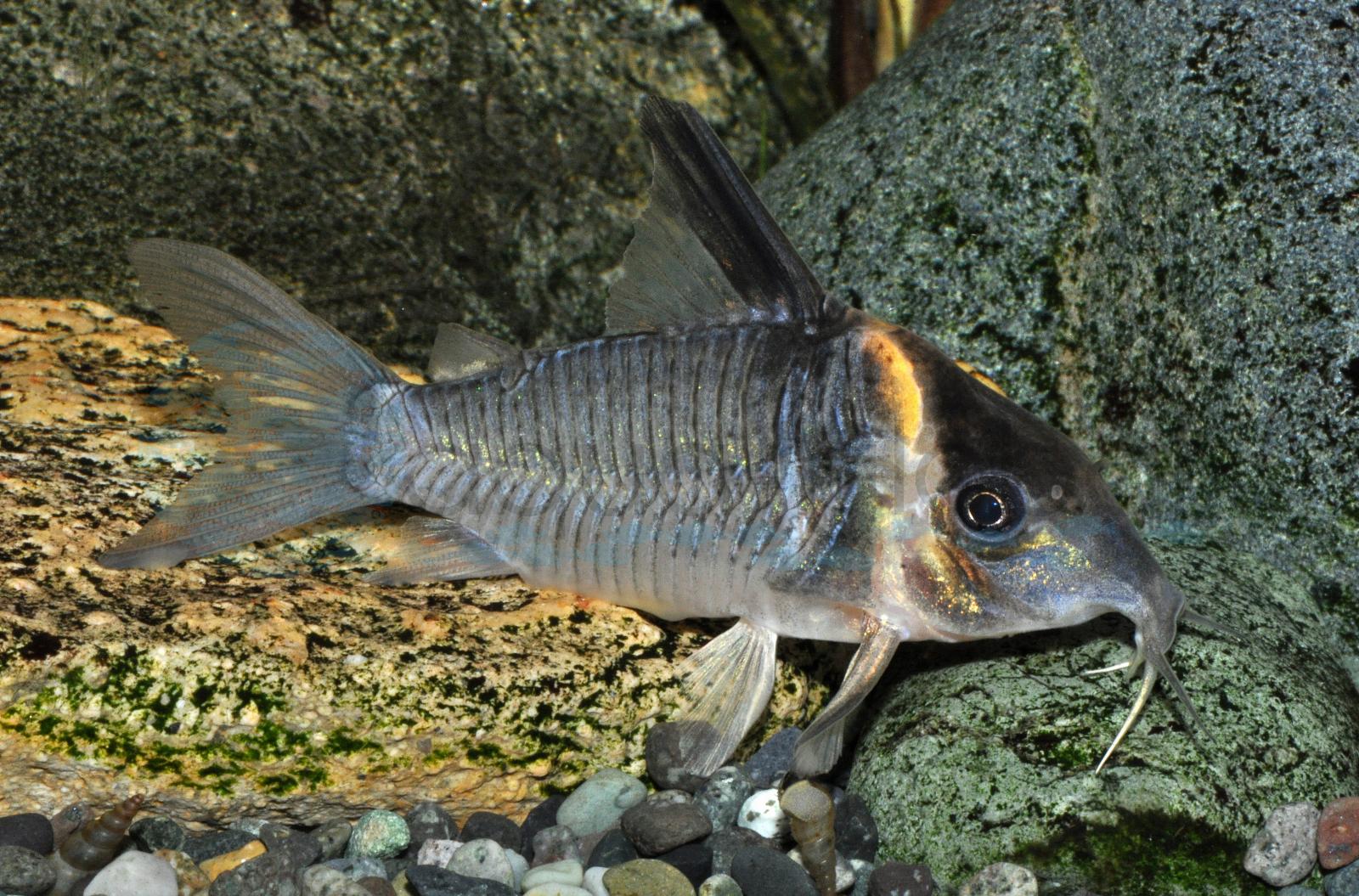 Jutai-Panzerwels (Hoplisoma colossus (CW045))