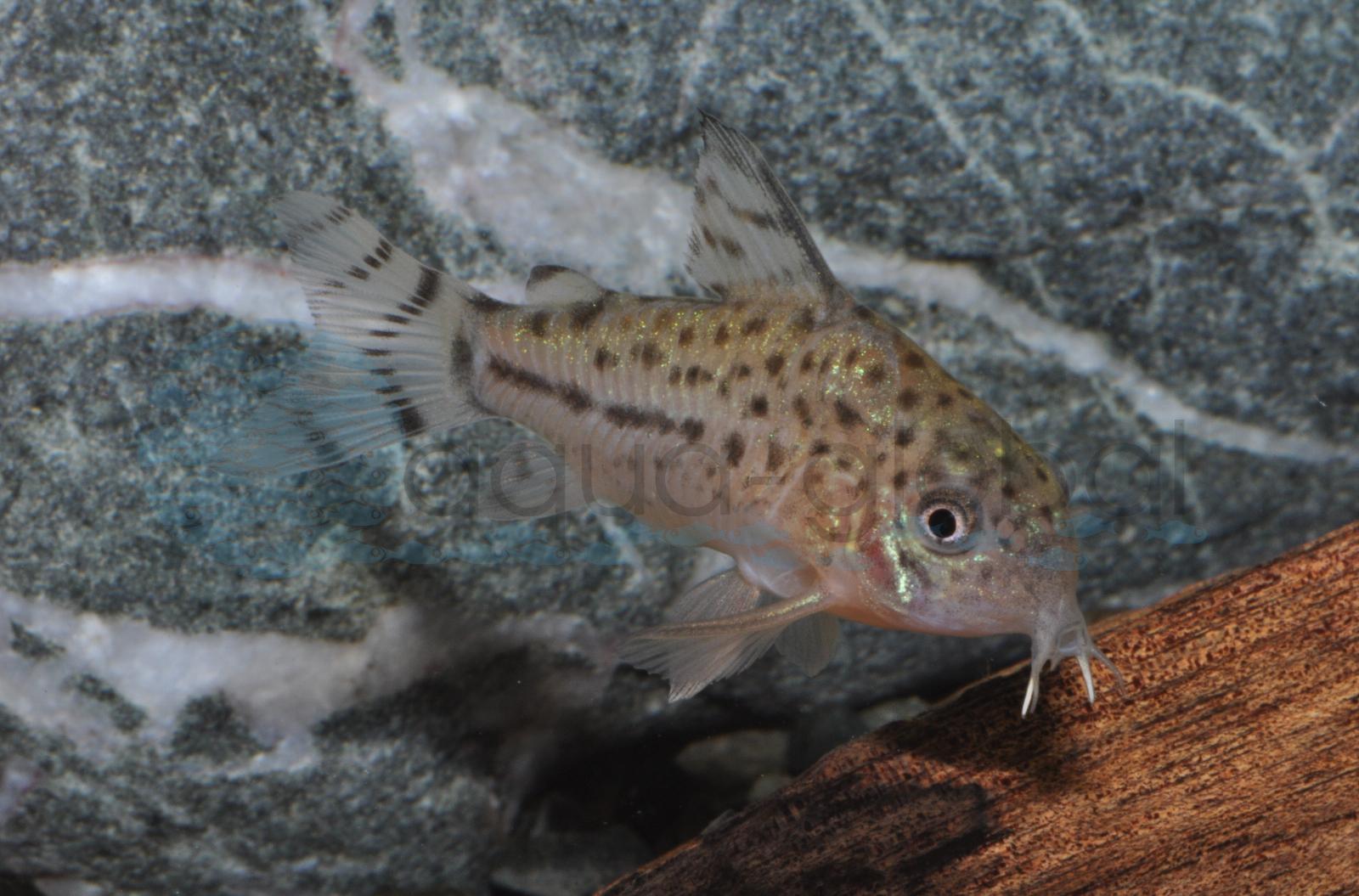Knaacks Panzerwels (Hoplisoma knaacki (CW32))