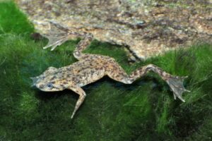 Zwergkrallenfrosch