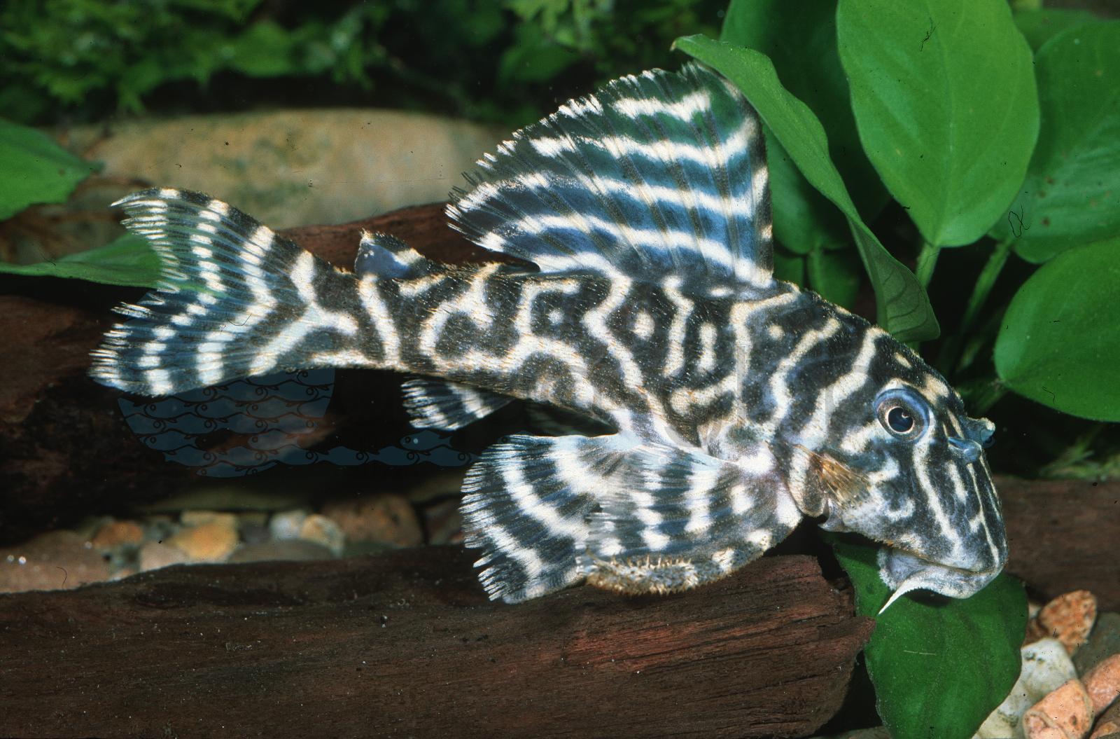 L 340 Mega Clown (Hypancistrus aff. debilittera)
