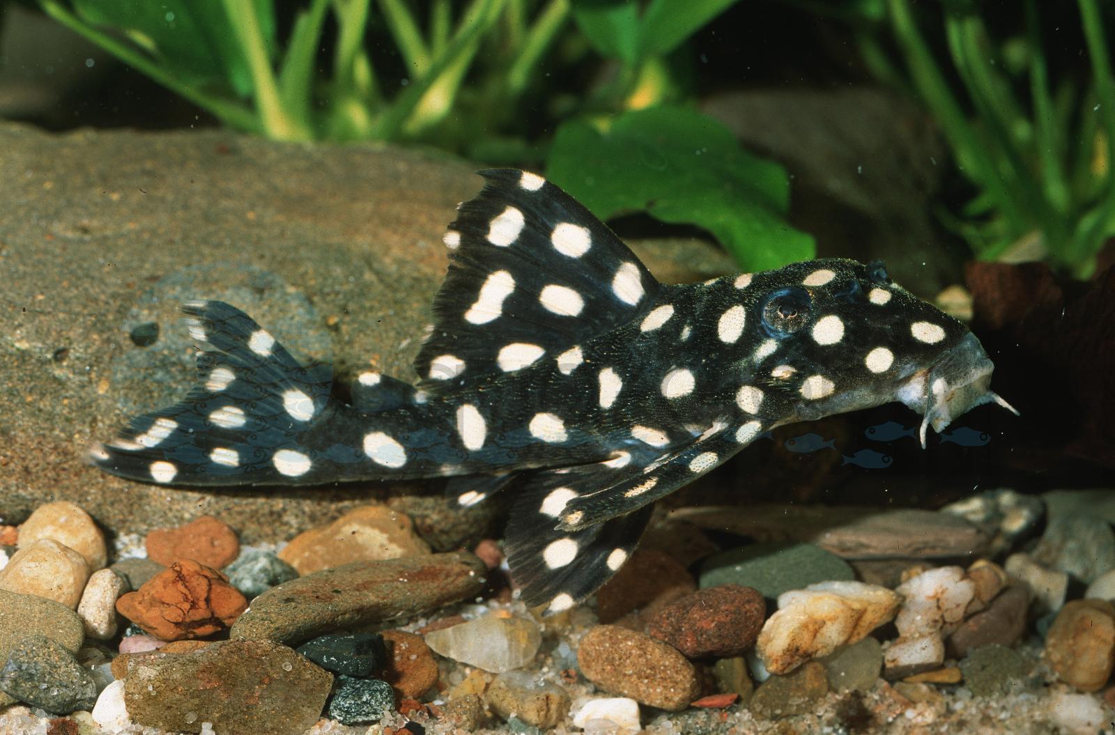L 201 Big-Spot-Weißpunkt-Pleco (Hypancistrus contradens (ECHT!))
