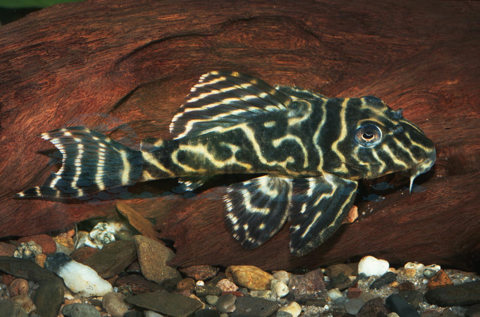 L 129 Striped Pleco (Hypancistrus debilittera)