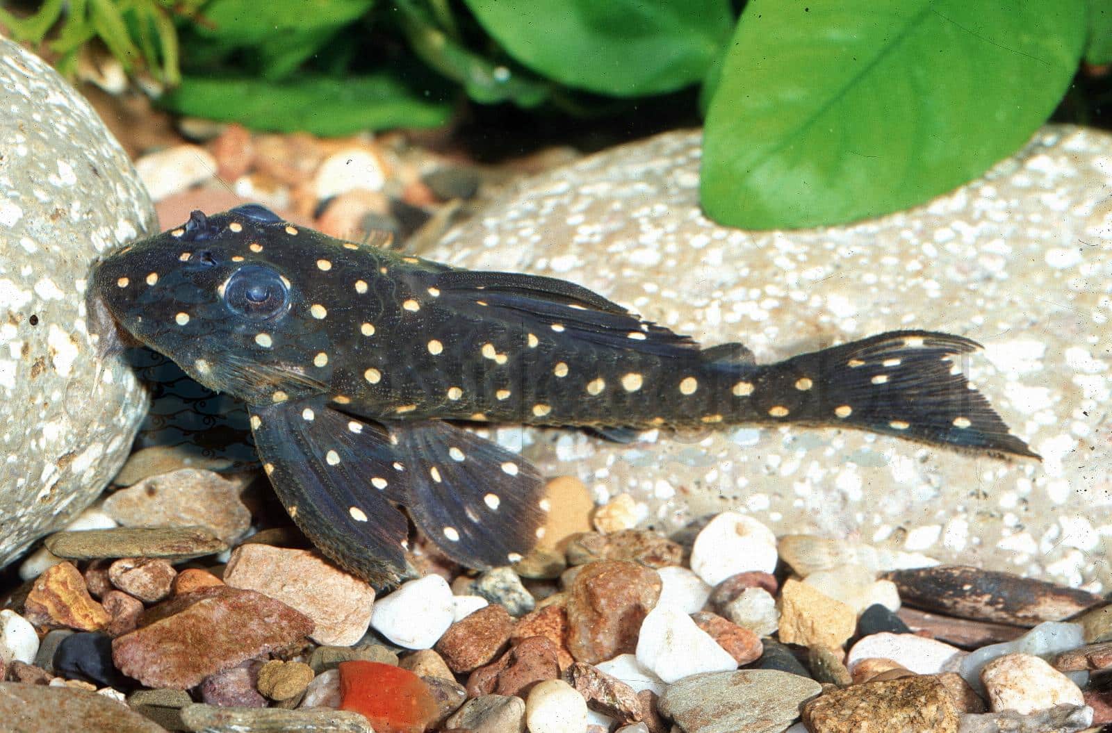 L 201 Weißpunkt-Pleco (Hypancistrus sp. "L201")