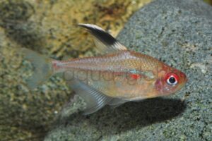 Hyphessobrycon