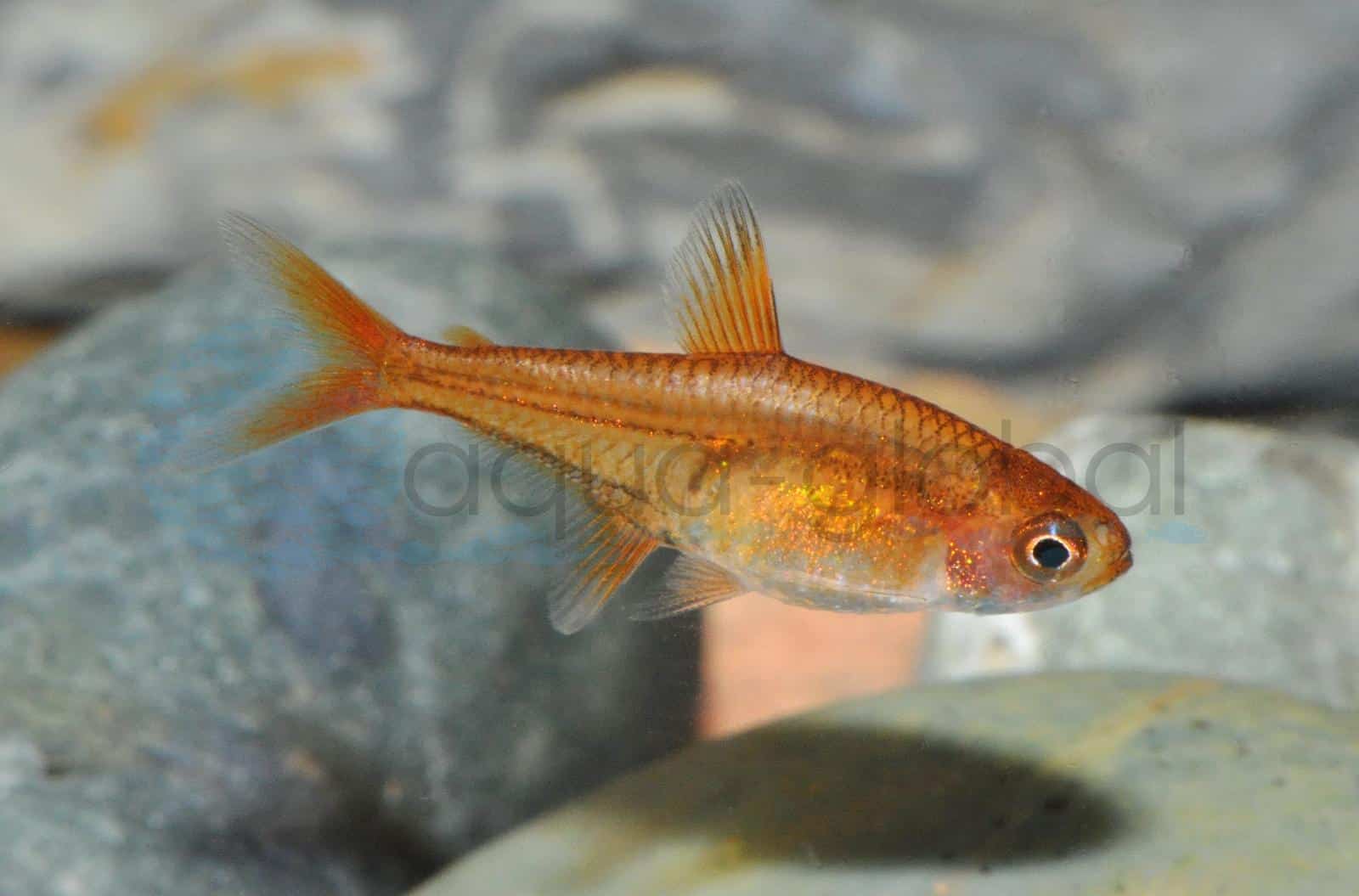 Feuer-Tetra (Hyphessobrycon amandae)