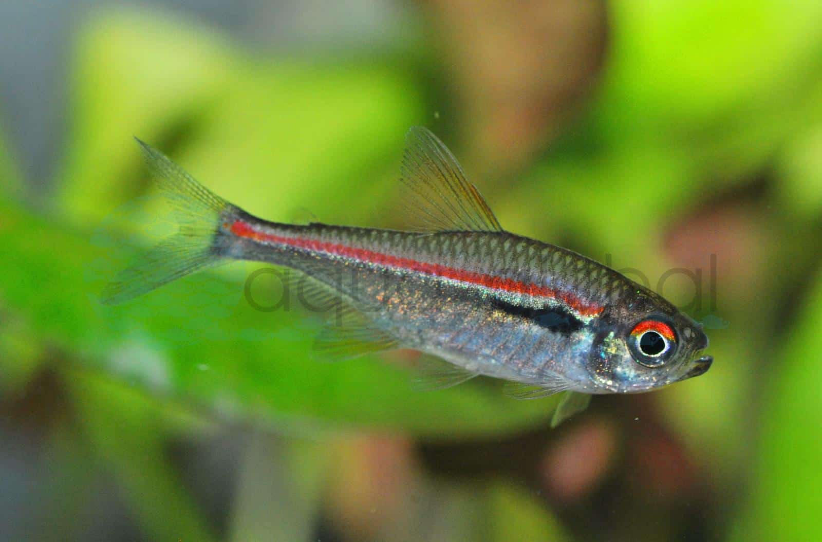 Amapa-Glühlichtsalmler (Hyphessobrycon amapaensis)