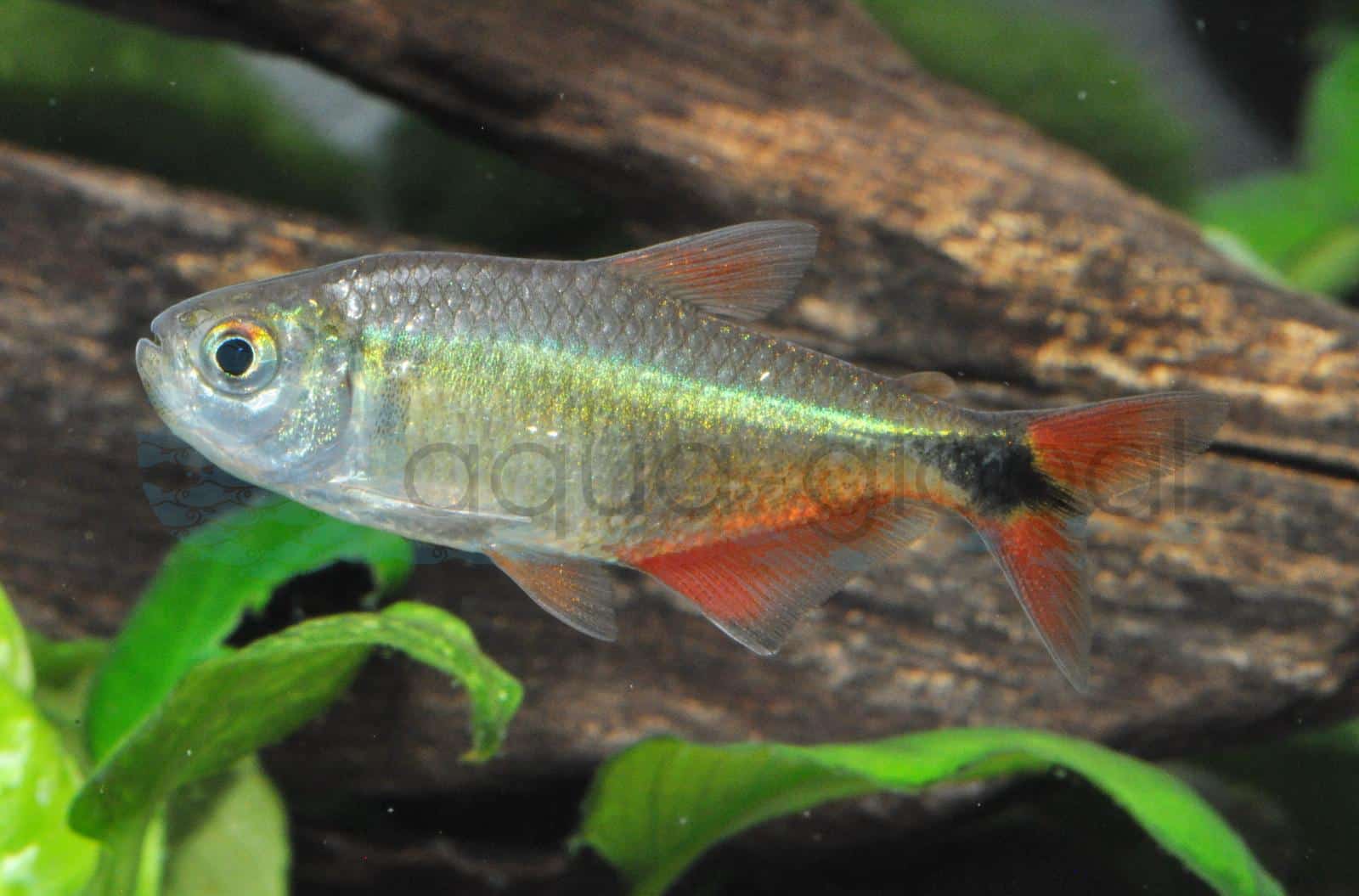 Rautenflecksalmler (Hyphessobrycon anisitsi)