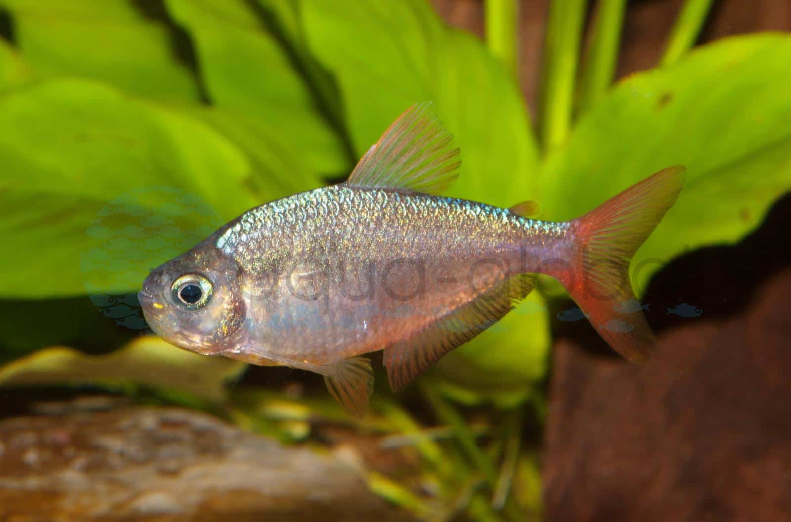 Rot-Blauer Kolumbianer (Hyphessobrycon columbianus)