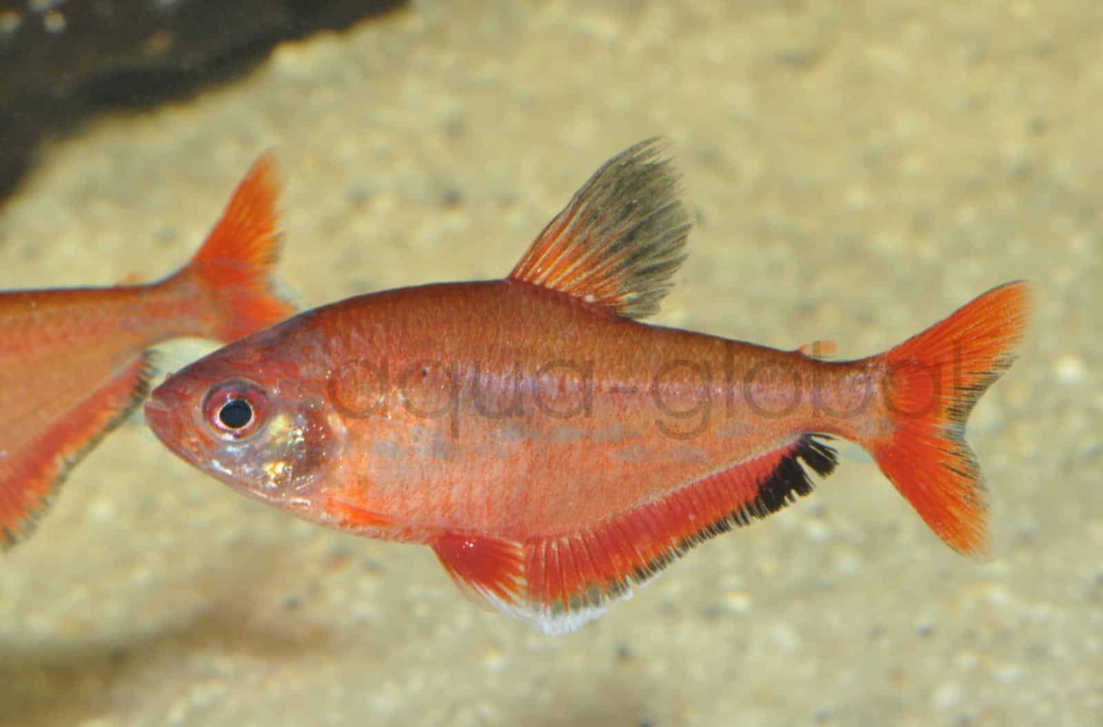 Blutsalmler (Hyphessobrycon eques ("callistus"))