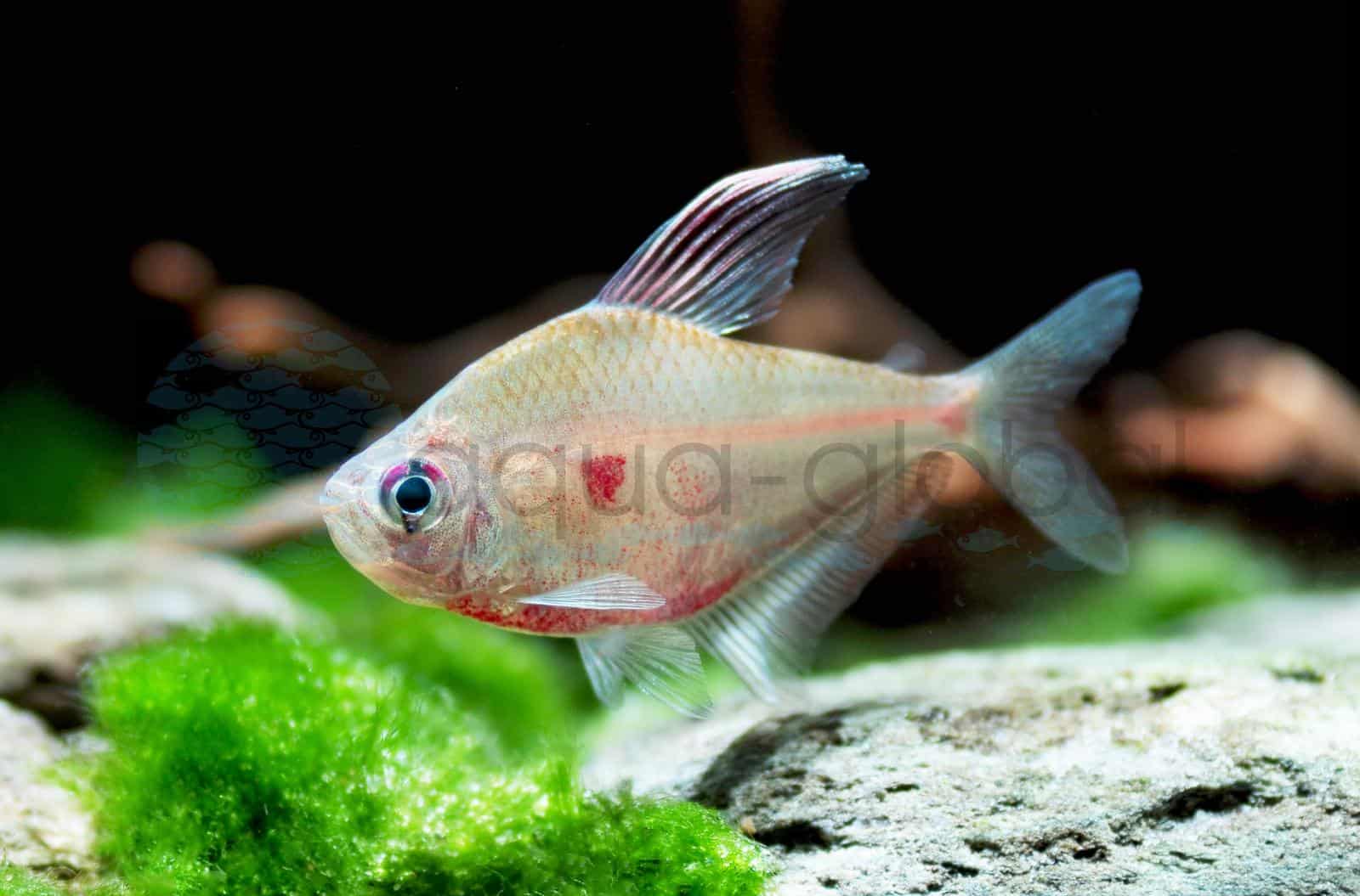 Fahnen-Kirschflecksalmler (Hyphessobrycon erythrostigma)