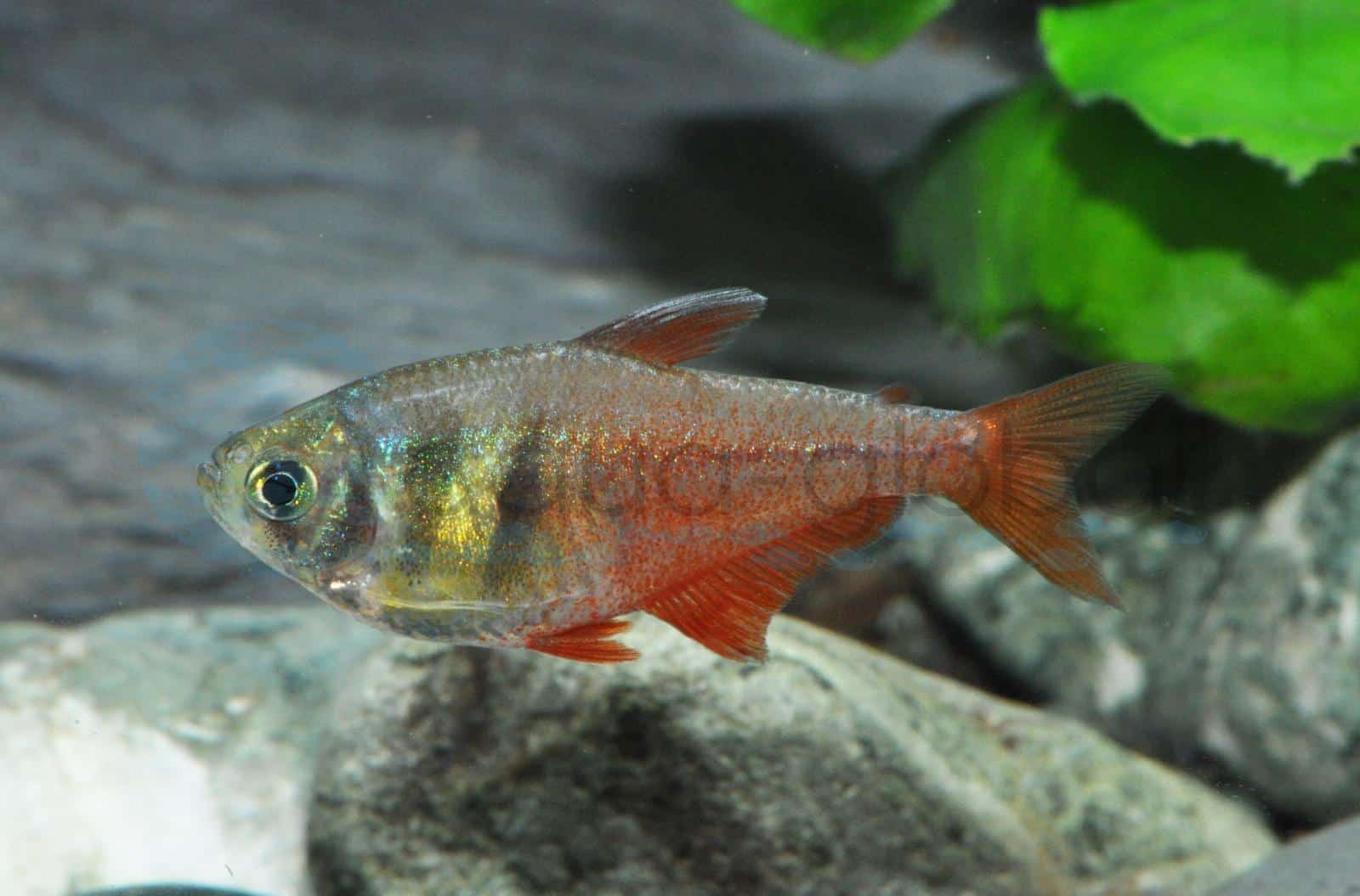 Roter von Rio (Hyphessobrycon flammeus)