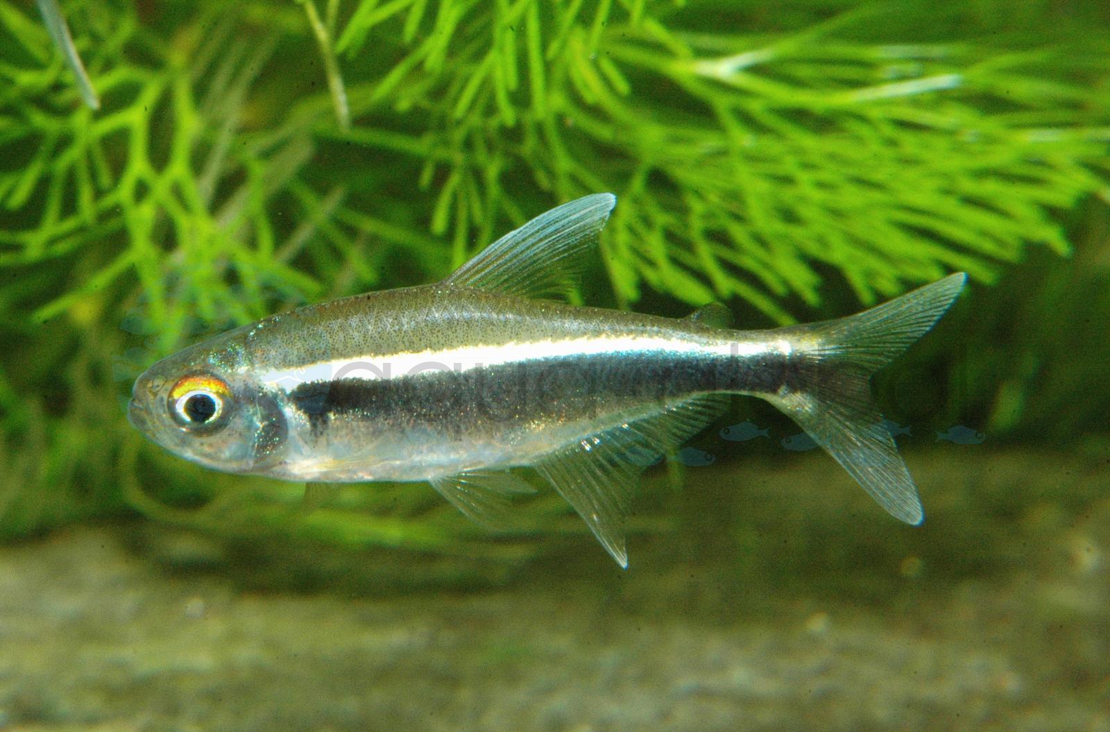 Schwarzer Neon (Hyphessobrycon herbertaxelrodi)