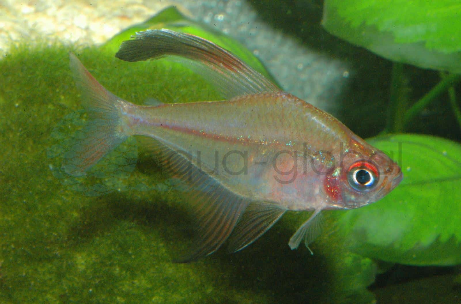 Sichelsalmler (Hyphessobrycon jackrobertsi)
