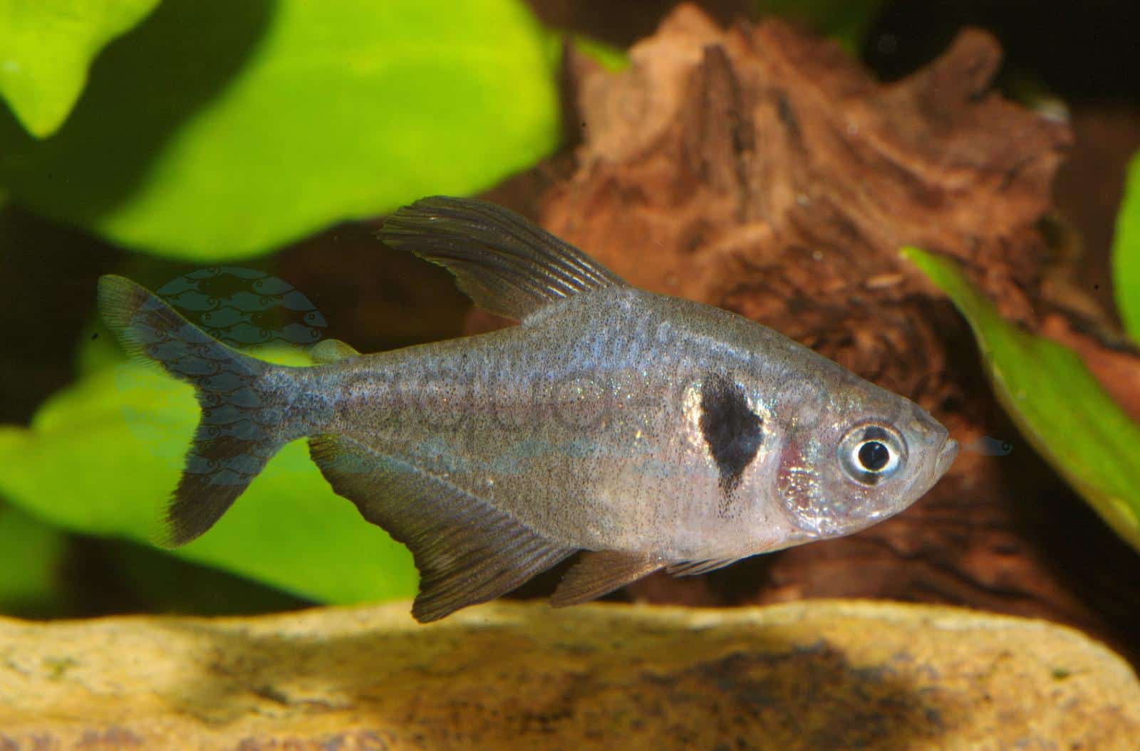 Schwarzer Phantomsalmler (Hyphessobrycon megalopterus)